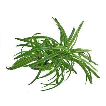 Рослина REPLICA DRACENA, штучна., 25см (6шт/уп) * A8011408PI фото