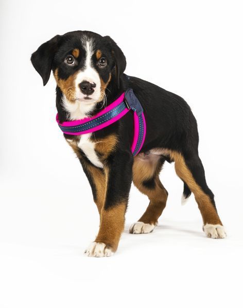 Шлія Q-Fit Harness - Matrix Pink L 4894512017078DOB фото