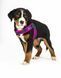 Шлія Q-Fit Harness - Matrix Pink L 4894512017078DOB фото 3